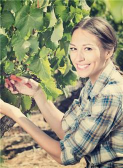 采摘在葡萄园的年轻快乐的妇女成熟葡萄