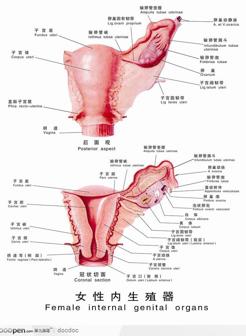 人体解剖图和器官--女性内生殖器