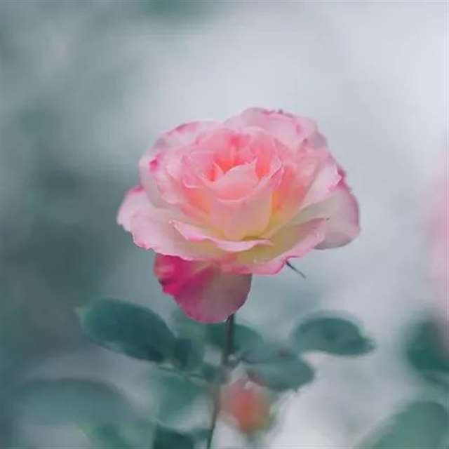 适合女人好看的微信头像