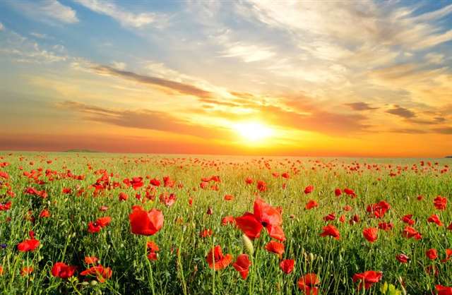 40岁女人最适合的微信头像