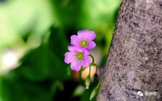 50多岁大年龄人的微信头像