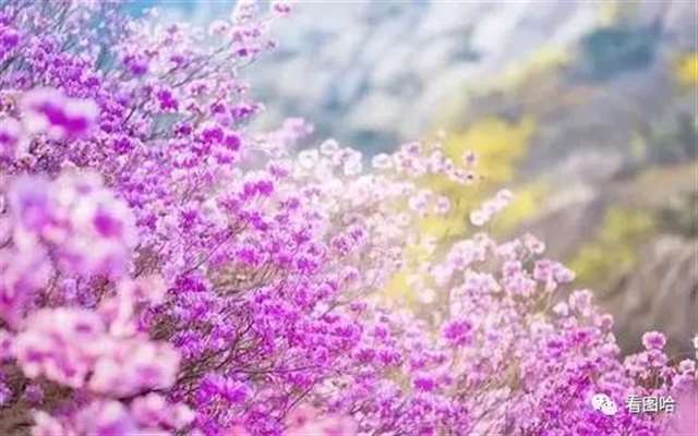 50多岁大年龄人的微信头像