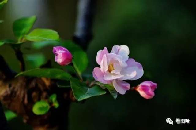 50多岁大年龄人的微信头像