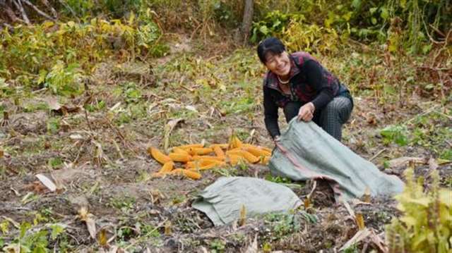 地里收拾玉米的农妇