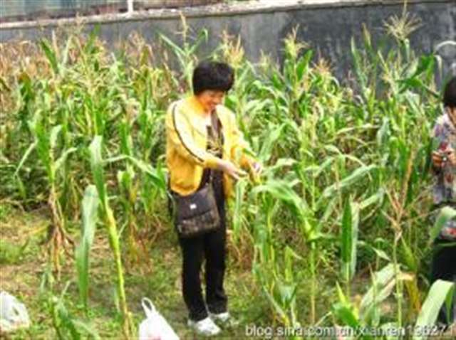 牧牧在玉米地里摆了个造型,有点酷.可怎么看都不像农妇啊!