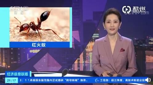 东京出现剧毒红火蚁，什么是红火蚁，他有什么危害？