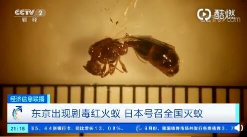 东京出现剧毒红火蚁，什么是红火蚁，他有什么危害？