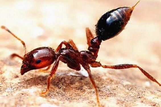 东京出现剧毒红火蚁，什么是红火蚁，他有什么危害？
