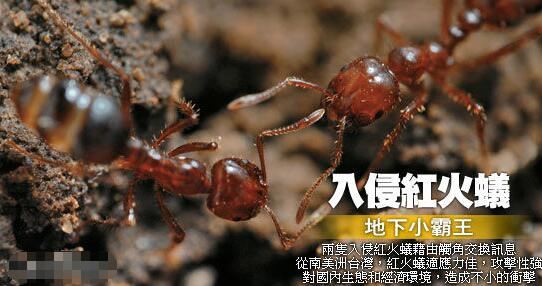 东京出现剧毒红火蚁，什么是红火蚁，他有什么危害？