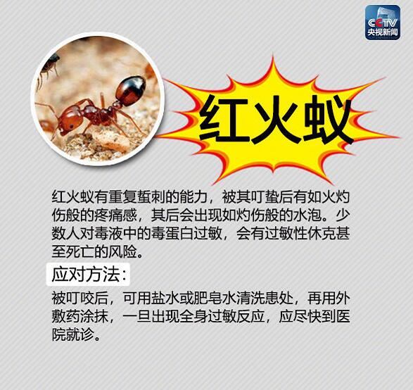 东京出现剧毒红火蚁，什么是红火蚁，他有什么危害？