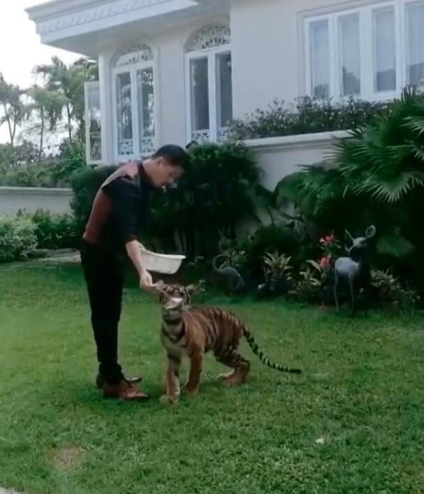 昔日YY神豪叶无道回归现实 家中养老虎国外事业风生水起