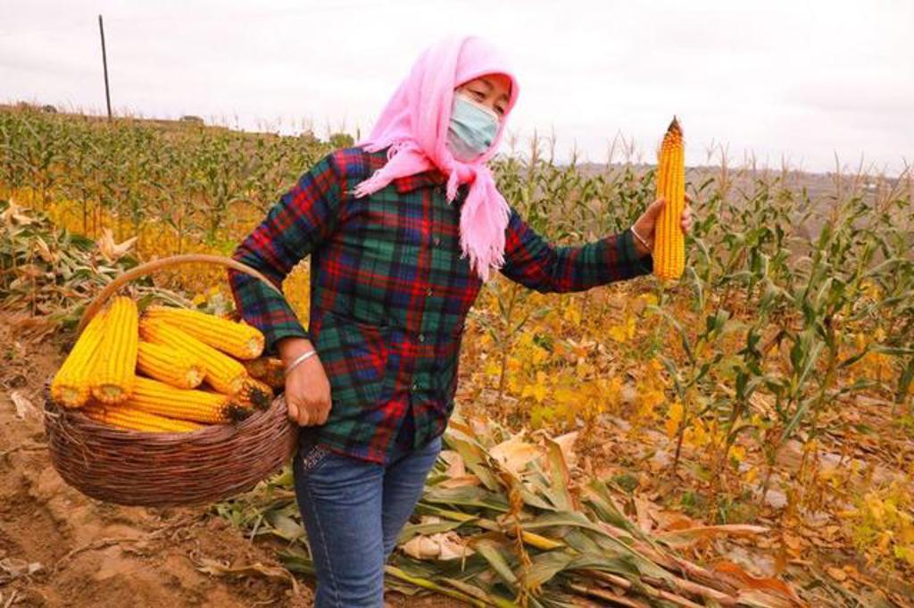 在这个丰收的季节,庆阳市广大妇女群众积极参与秋收劳作,迎丰收,晒