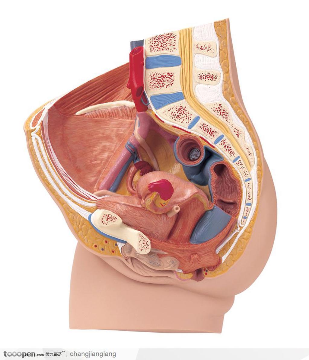 人体解剖——女性生殖器官内部结构