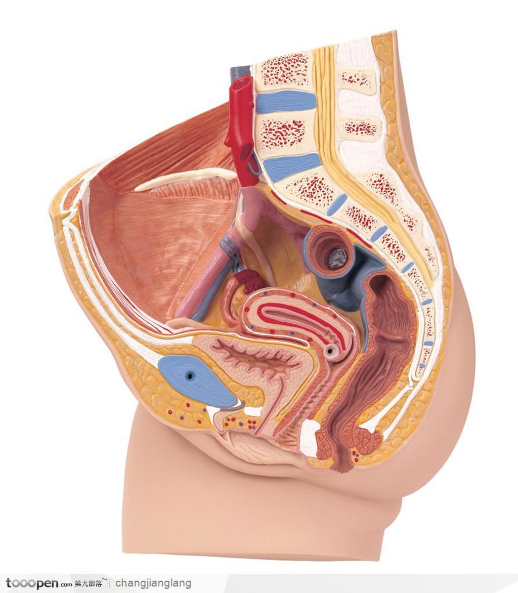 人体解剖——女性生殖器官剖面