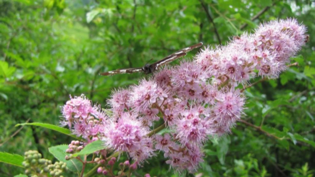 神崎爱(神崎愛)写真