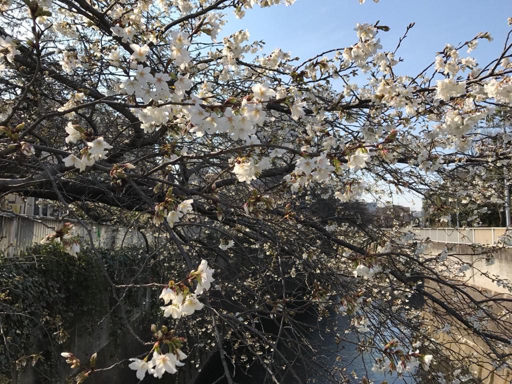 田须村松(村松えり)写真