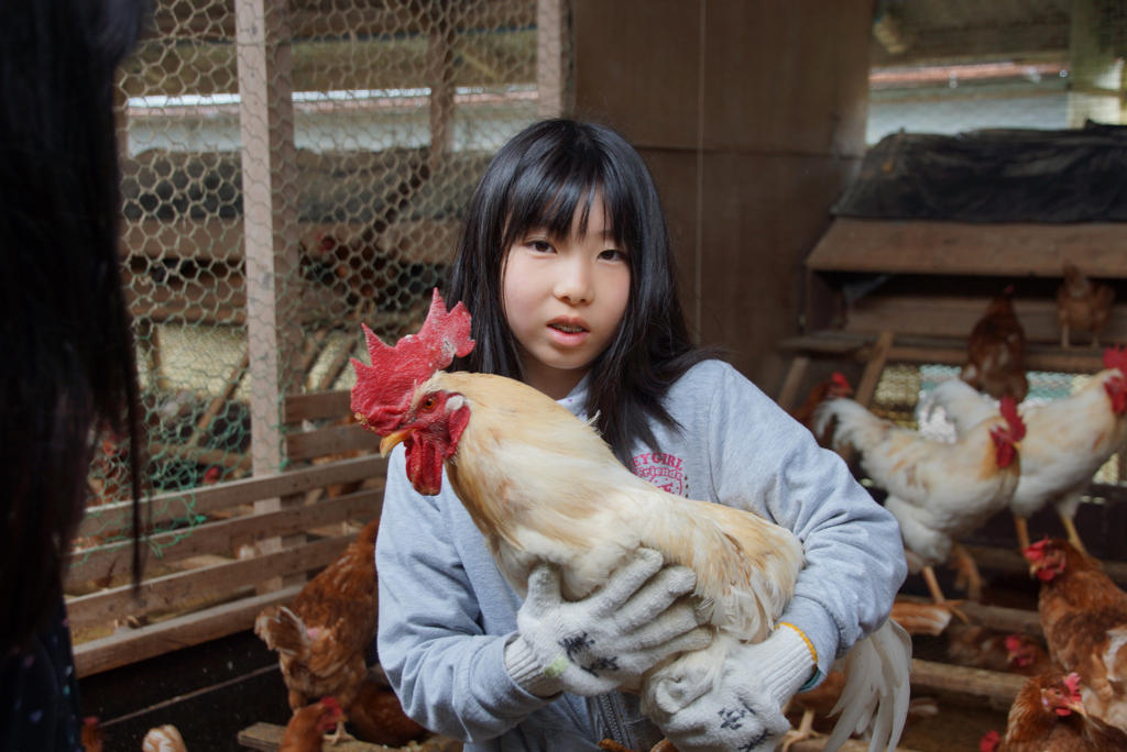 源结菜(源結菜)写真