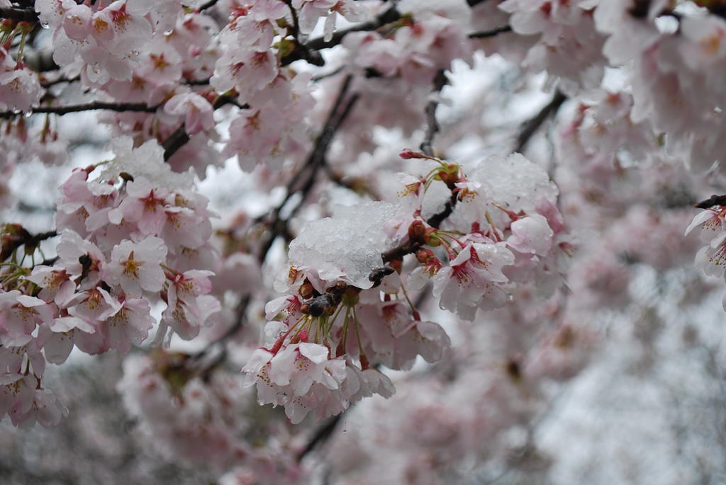 麻美由真(桜あゆみ)写真