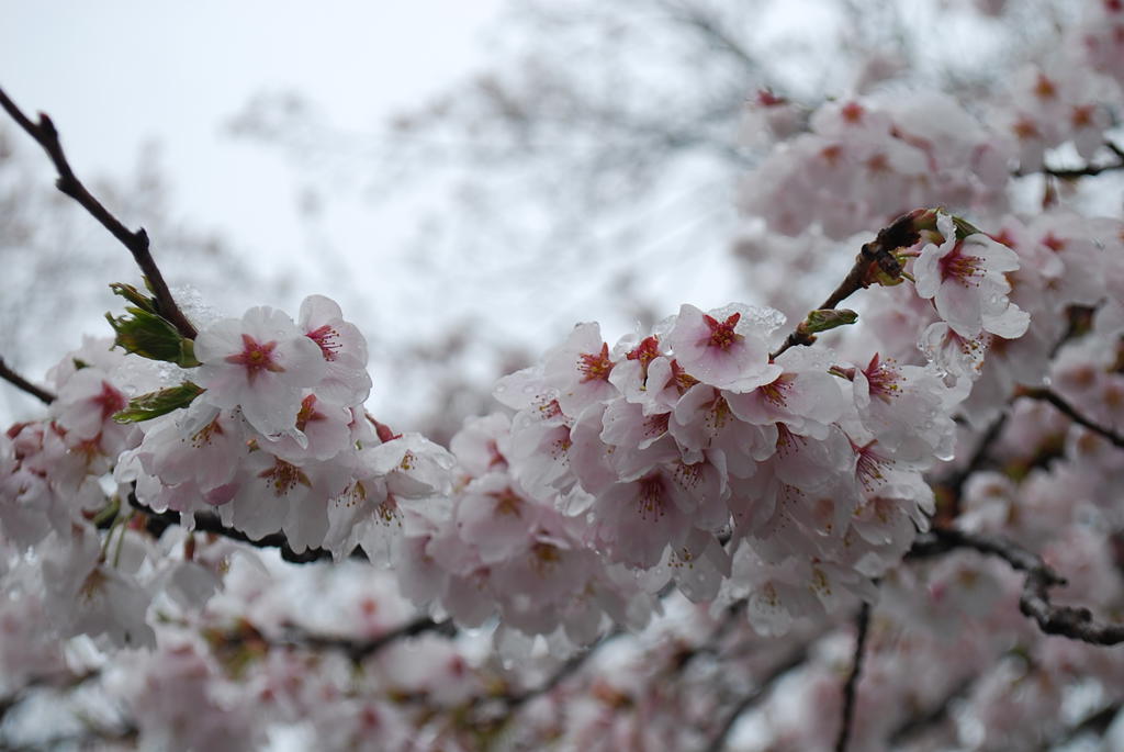 麻美由真(桜あゆみ)写真